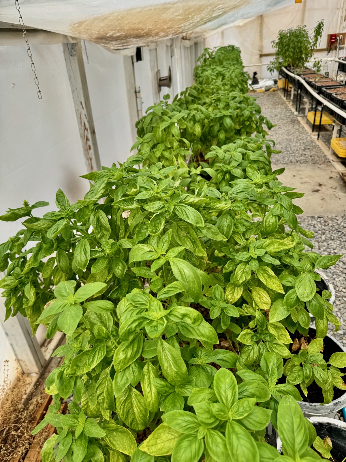 Aquaponic basil under glass