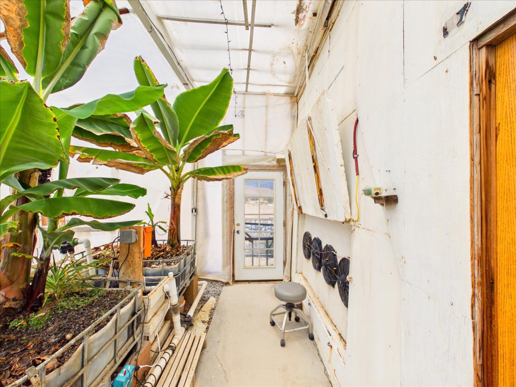 Banana trees thriving in the greenhouse