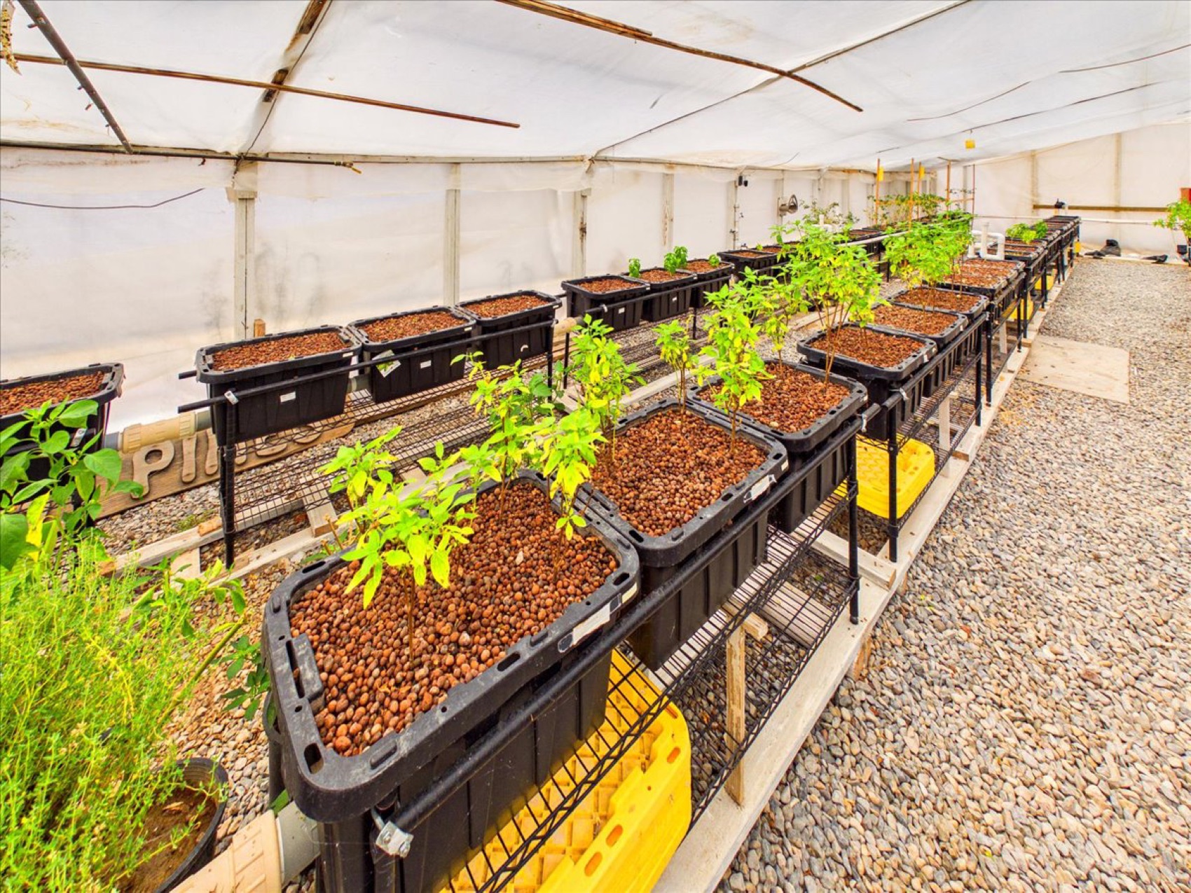 Grow-beds running on the aquaponic loop