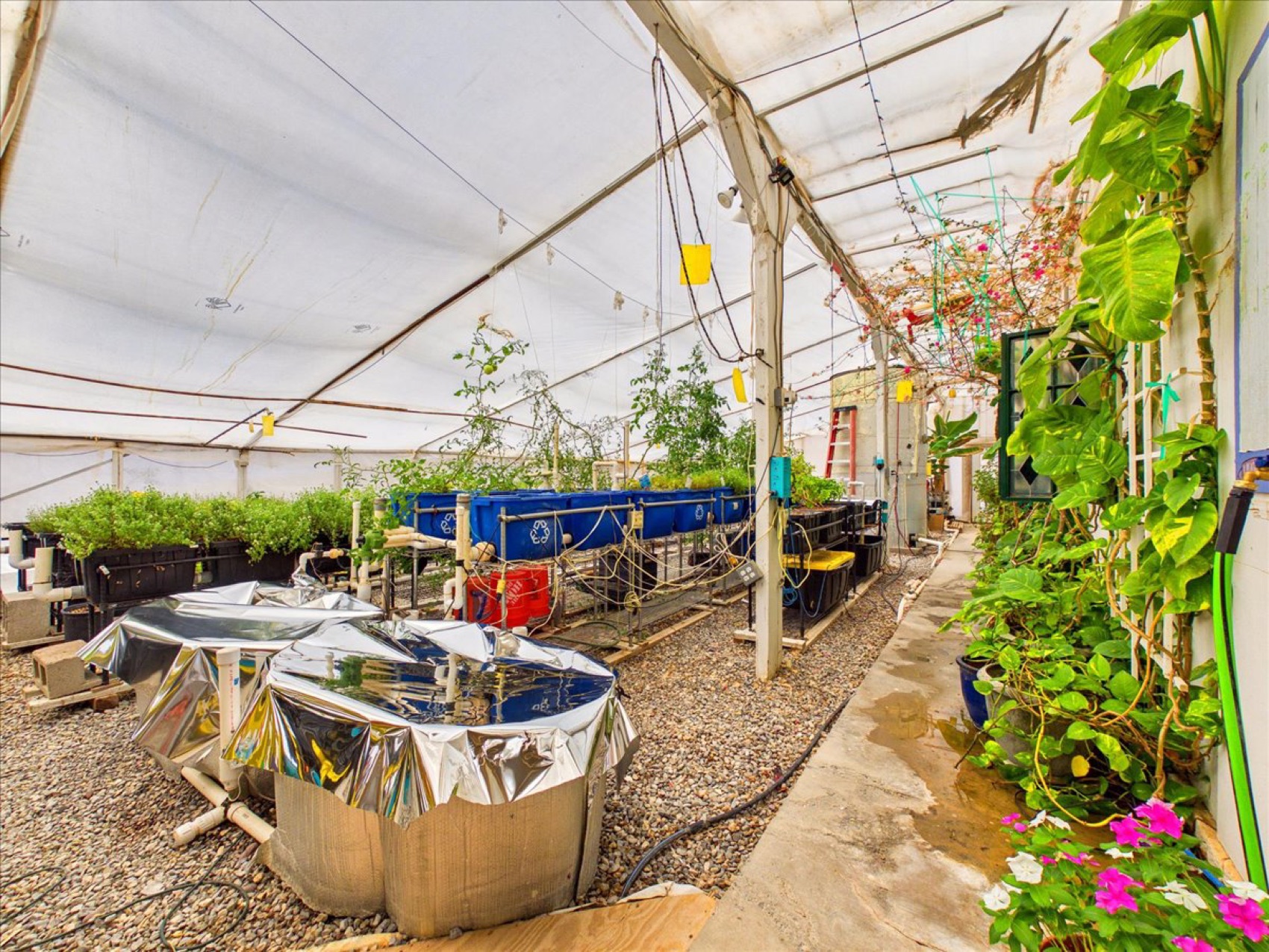 Aquaponics