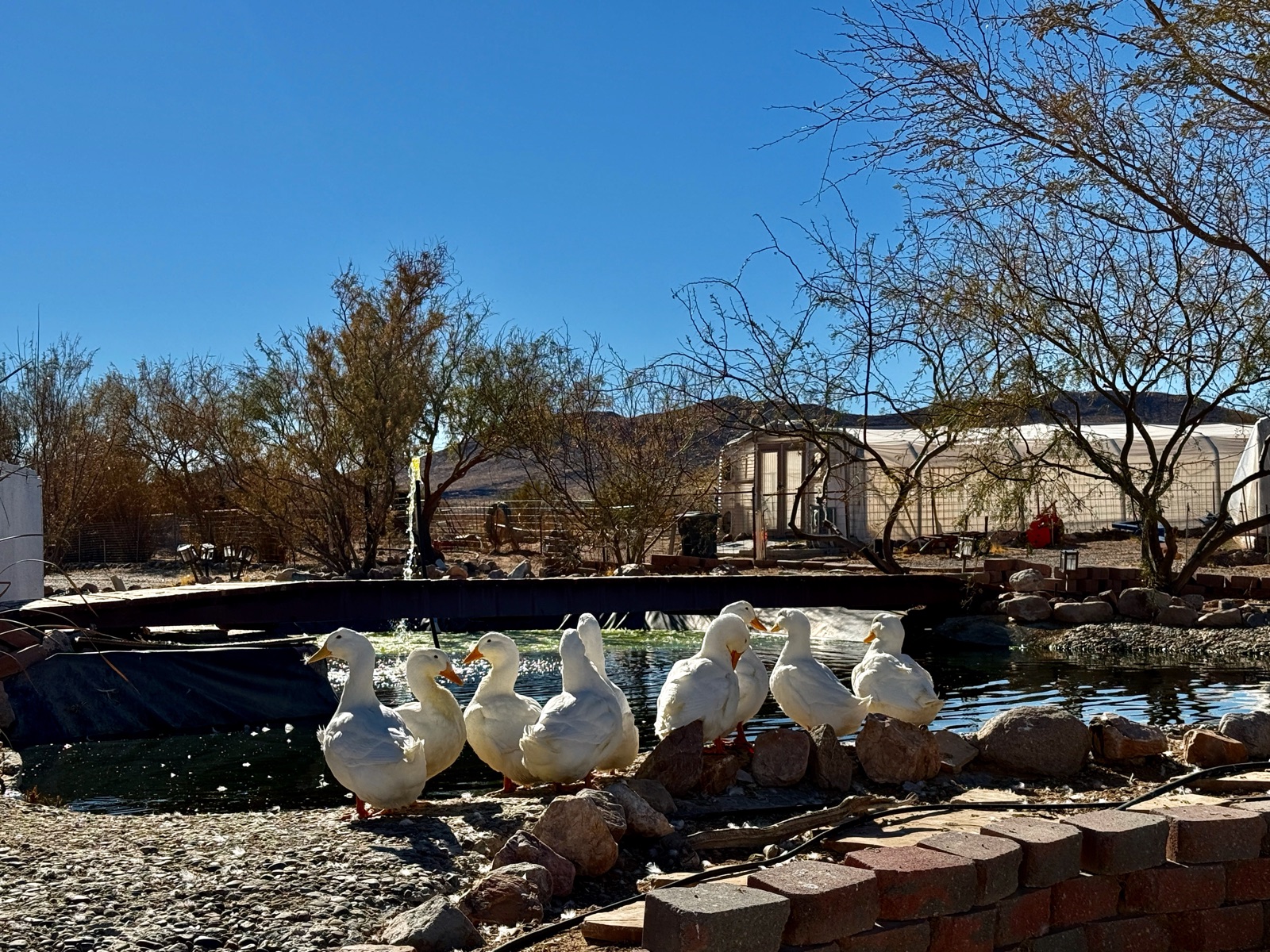 Ducks at the pond