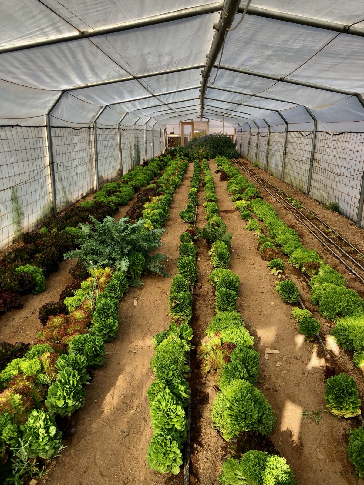 Inside the greenhouse — rows year-round