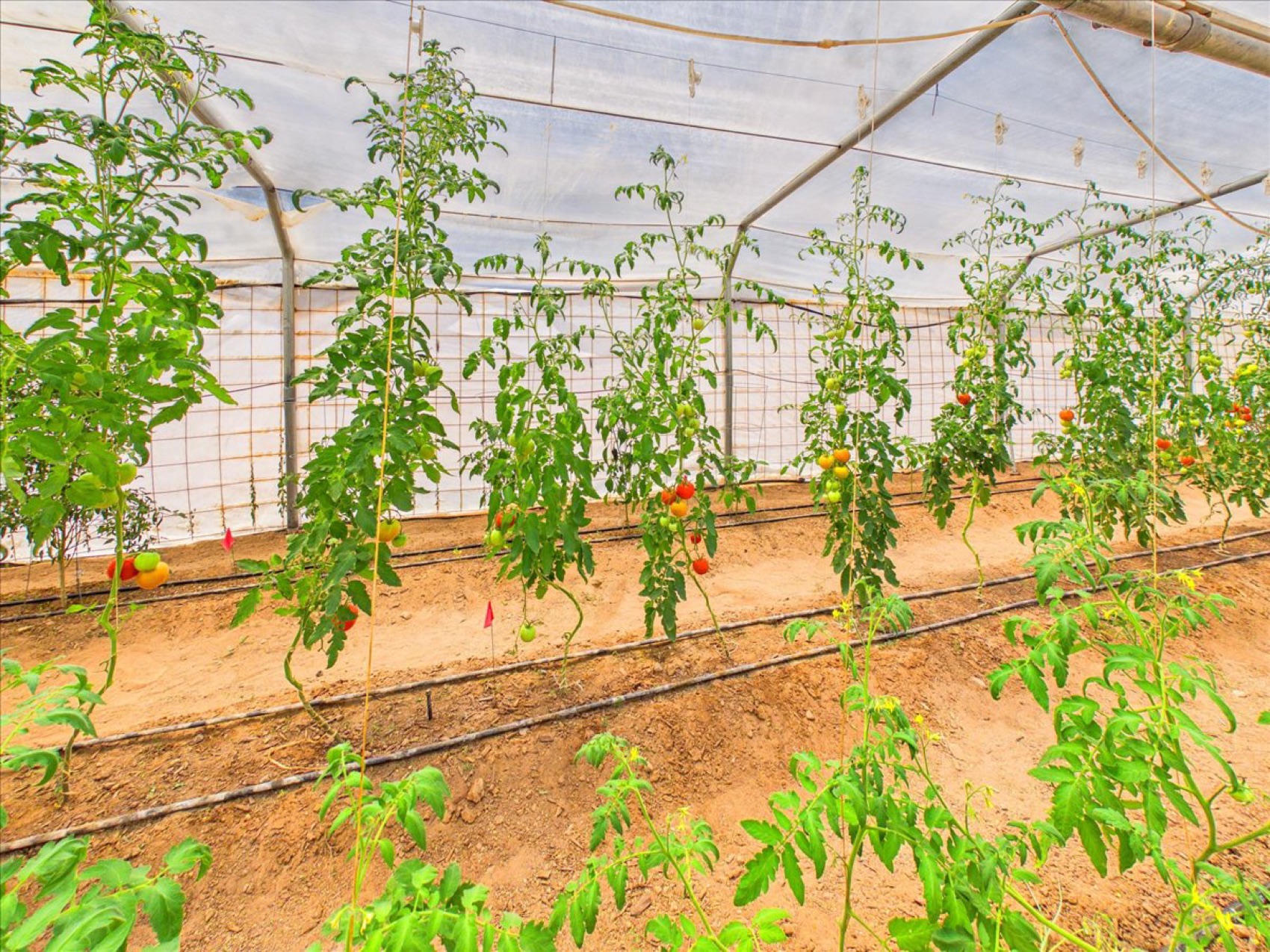 Tomatoes on the vine, under glass
