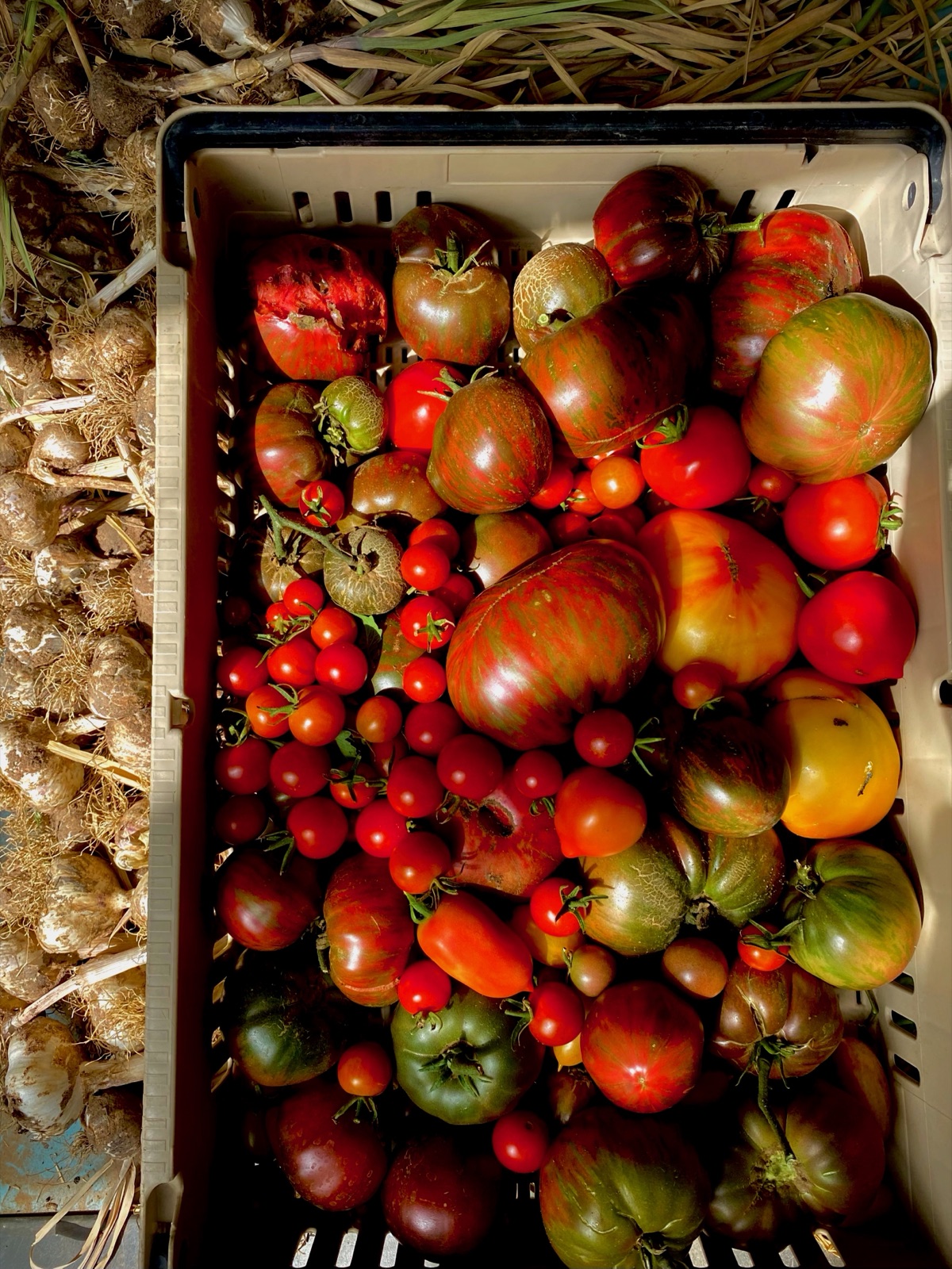 The day's heirloom harvest