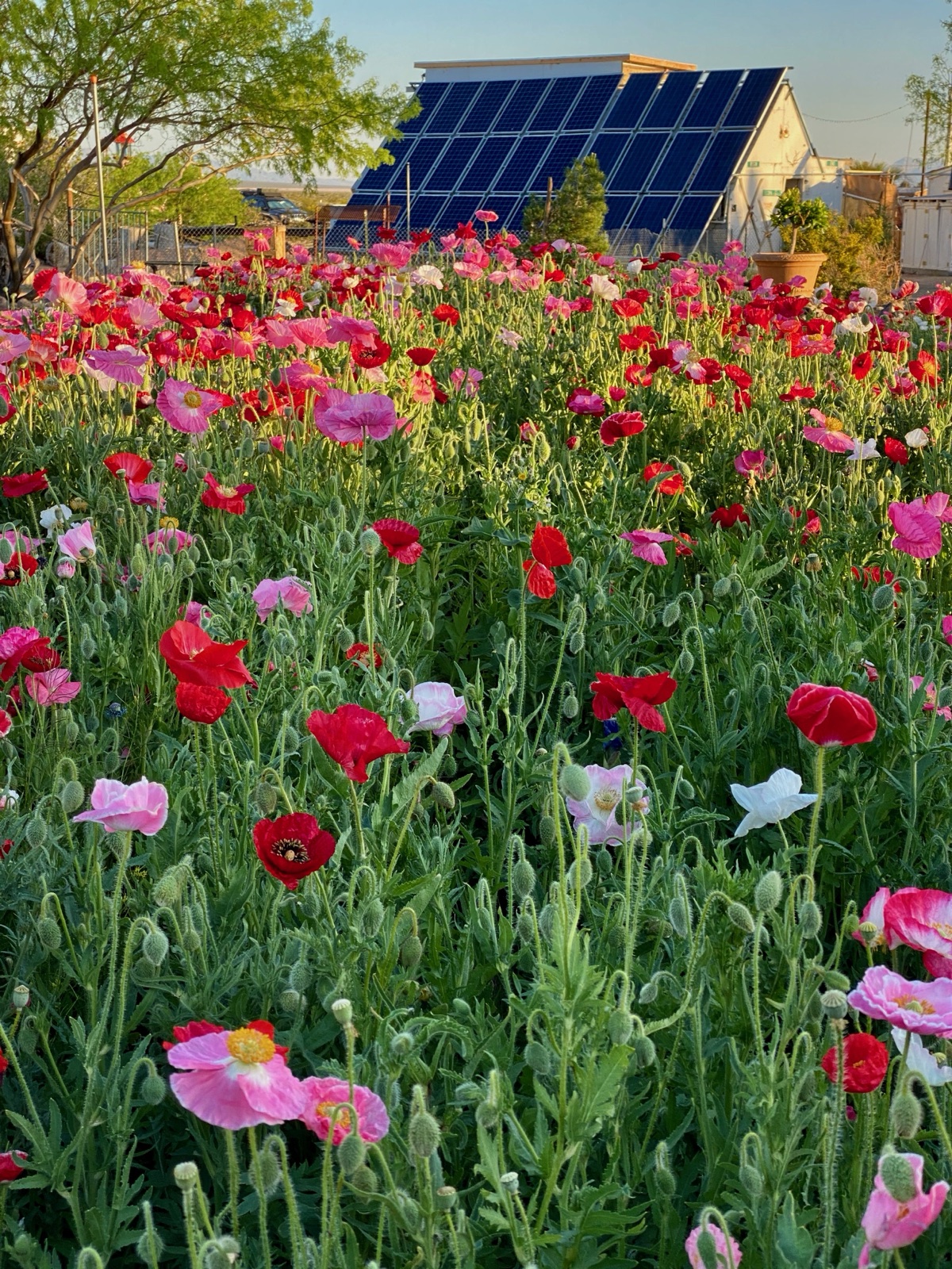Spring poppies before the solar array at Sunbaked Farm