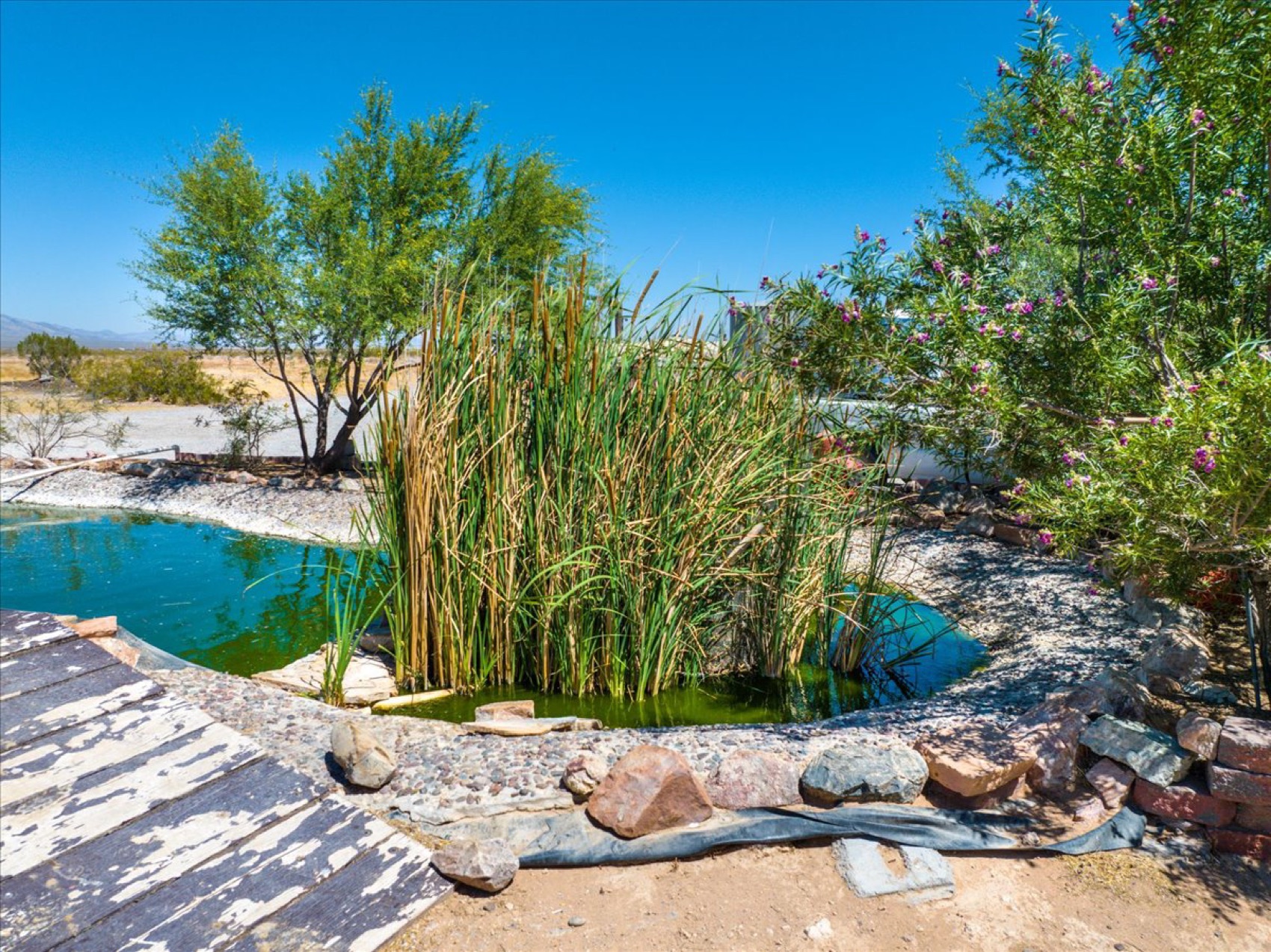 The pond, with its reeds