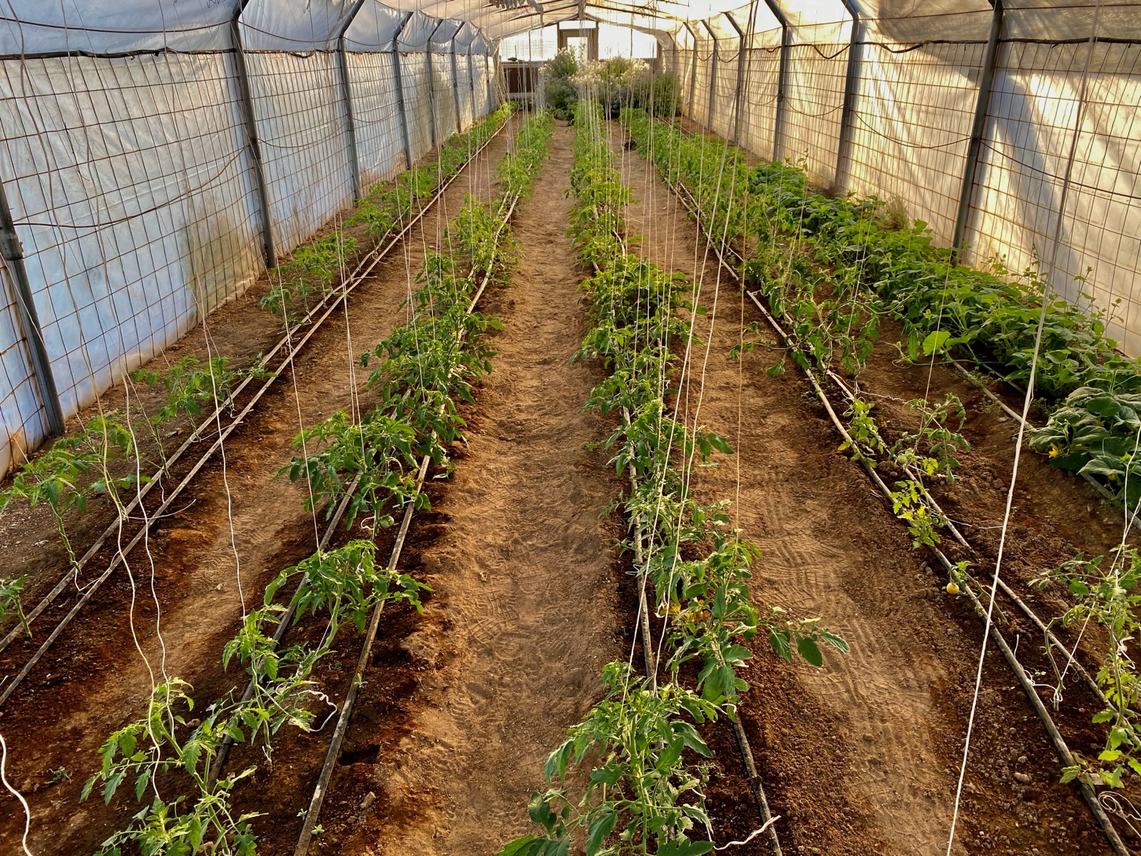 Tomatoes growing under glass