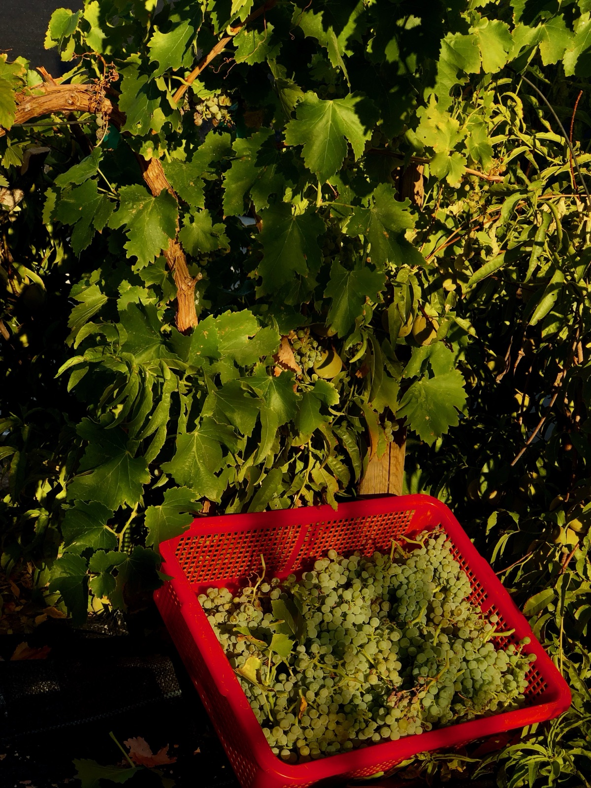 The vineyard and a tray of the harvest